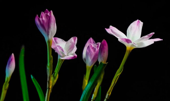 The Nanjinger - Stunning Timelapse Photography Shows Yangzhou Flowers Blooming at Nigh The Nanjinger - Stunning Timelapse Photography Shows Yangzhou Flowers Blooming at Nigh