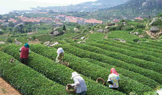 Qingdao Tea