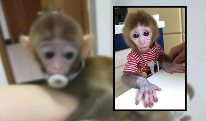 monkey-trafficking china monkey traffickers