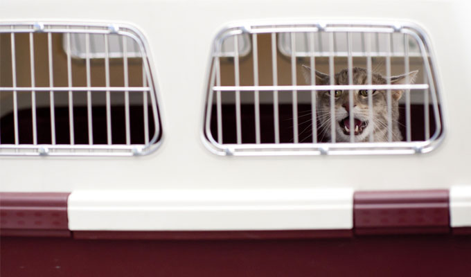 pet-freight pet freight from Nanjing