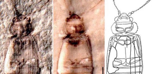 Beetlemania Hits Nanjing with 3mm Find in Paleontology