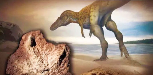 The Nanjinger - T Rex Fossil Discovery Underscores Celebrating Museum in Nanjing