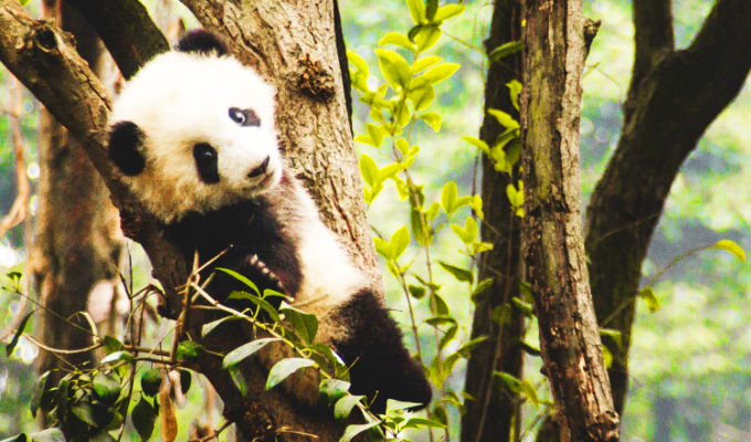 The Nanjinger - New Home for 10 Pandas in Nanjing Close to Opening