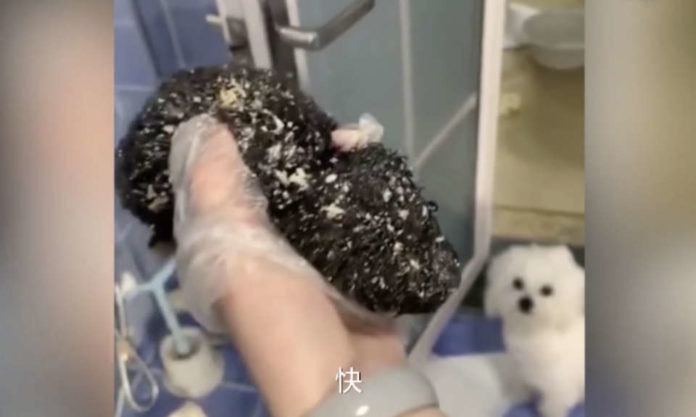 The Nanjinger - Left Behind Cats; Volunteer Group in Wuhan Saves Stranded Pets The Nanjinger - Left Behind Cats; Volunteer Group in Wuhan Saves Stranded Pets