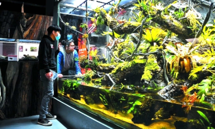 The Nanjinger - Scared of Killer Bees? Stay Away from the Nanjing Insect Museum