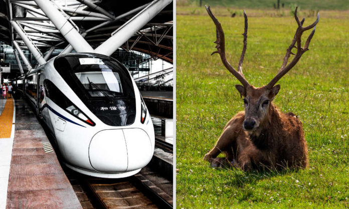 The Nanjinger - New High-Speed Train Options for Dragon Boat Holiday Travel