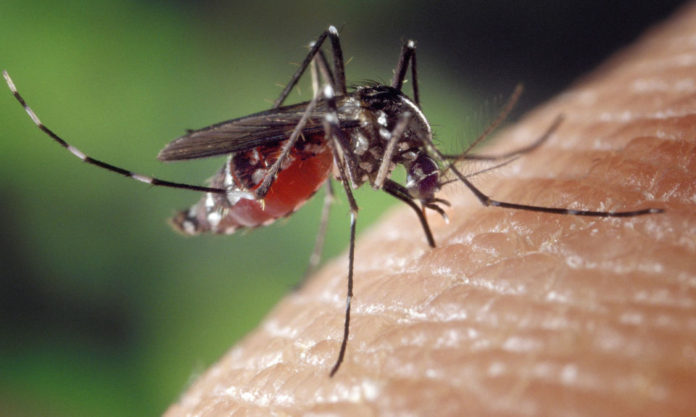 The Nanjinger - Dengue Fever Cases Near Nanjing Highlight Global Threat