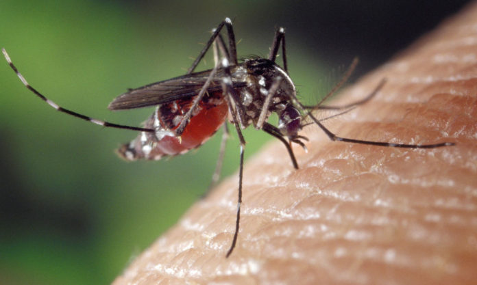 The Nanjinger - Dengue Fever Cases Near Nanjing Highlight Global Threat The Nanjinger - Dengue Fever Cases Near Nanjing Highlight Global Threat