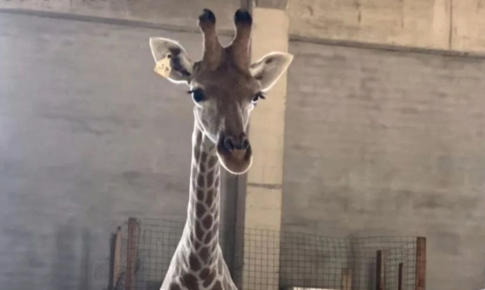 The Nanjinger - Giraffe Death in Nanjing; Disgrace Over Veterinary Cover Up The Nanjinger - Giraffe Death in Nanjing; Disgrace Over Veterinary Cover Up