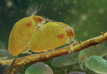 100 Million-Year Old Animal Sperm Found by Nanjing Scientists