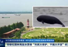 The Nanjinger - Finless Porpoises Give Thumbs Up to Yangtze River Greenification