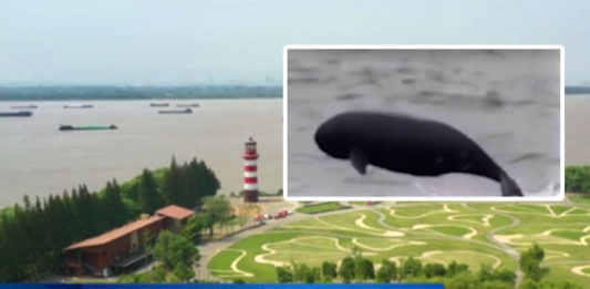 The Nanjinger - Finless Porpoises Give Thumbs Up to Yangtze River Greenification