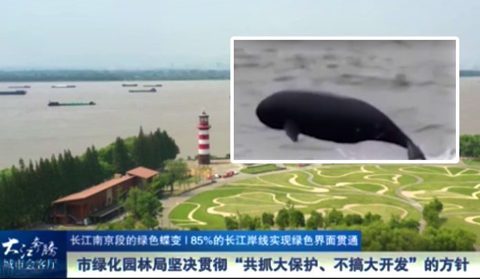 The Nanjinger - Finless Porpoises Give Thumbs Up to Yangtze River Greenification