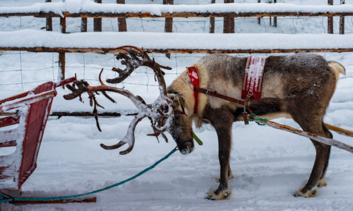 The Nanjinger - Ice & Snow Festival to Cheer Nanjingers through the Winter