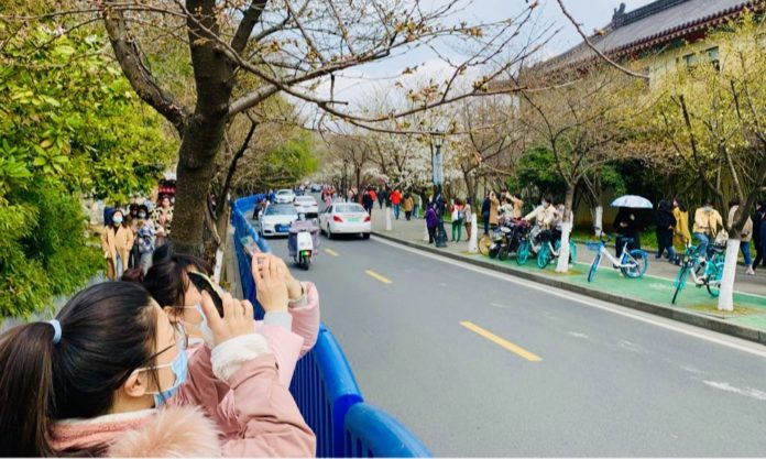 The Nanjinger - Masked Crowds Flock to Take in Cherry Blossom around Xuanwu Lake The Nanjinger - Masked Crowds Flock to Take in Cherry Blossom around Xuanwu Lake