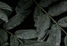 The Nanjinger - Long Before the Water-Boarding; The True Agony of the Leaf