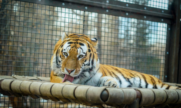 The Nanjinger - Two Zoo Keepers Dead After Attack by Three Tigers