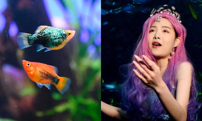 The Nanjinger - Undersea Forest Exhibition 海底森林特展 Opens to Public, with Mermaids