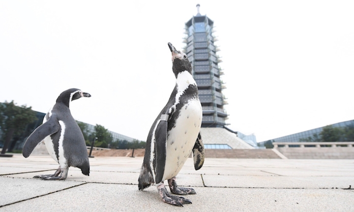 The Nanjinger - Penguins Kick Nanjing's Tourist Attractions Back into Gear Image courtesy Xinhua