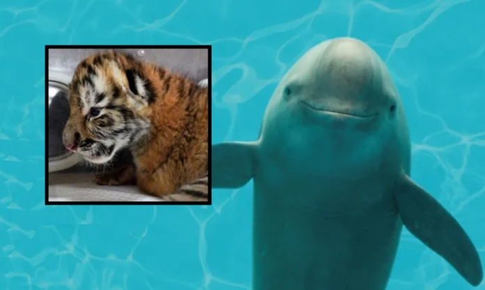 The Nanjinger - What do Birthing Tigers and Smiling Porpoises have in Common?