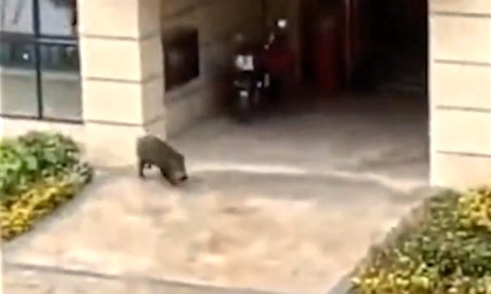 The Nanjinger - Wild Boar Amok in Nanjing Chased by Security “with a Stick”