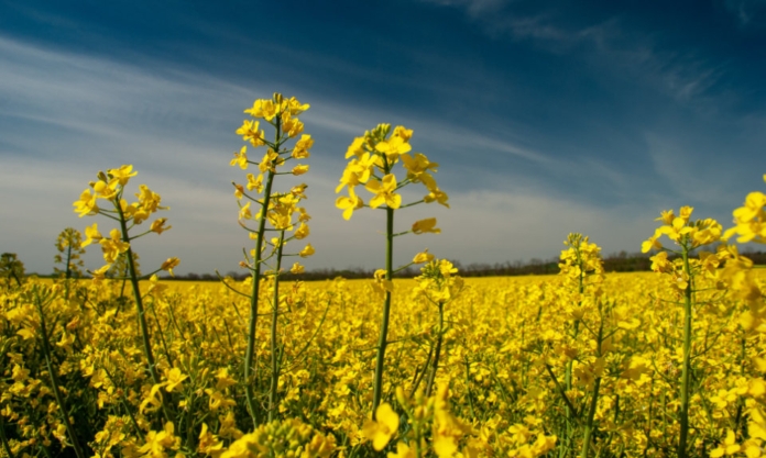 The Nanjinger - What Better for Woman’s Day than a Billion Golden Flowers?