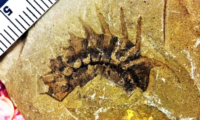 The Nanjinger - I’m Half a Billion Years Old and Nanjing Scientists Found Me! The Nanjinger - I’m Half a Billion Years Old and Nanjing Scientists Found Me!