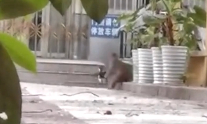 The Nanjinger - Monkeys Fight and Cuddle Cats after Storming Uni in Nanjing
