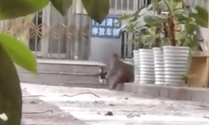 The Nanjinger - Monkeys Fight and Cuddle Cats after Storming Uni in Nanjing The Nanjinger - Monkeys Fight and Cuddle Cats after Storming Uni in Nanjing