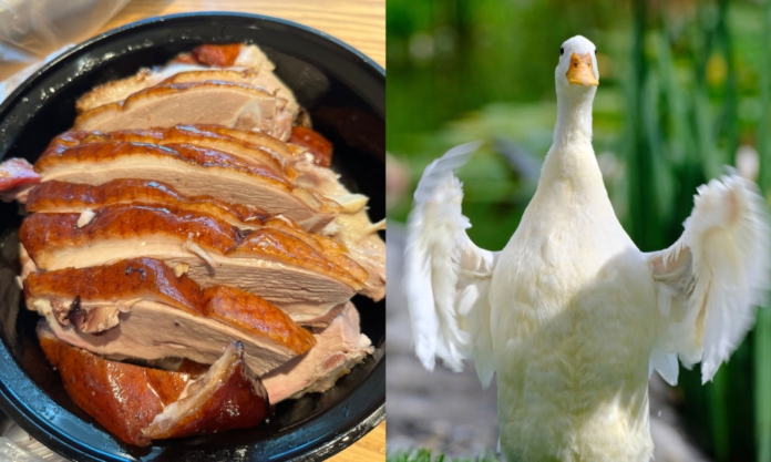 The Nanjinger - Eat Duck Like a Nanjinger- Where, What and How