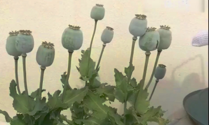 The Nanjinger - I Grew Opium because “It Gives Roasted Meat more Flavour” The Nanjinger - I Grew Opium because “It Gives Roasted Meat more Flavour”