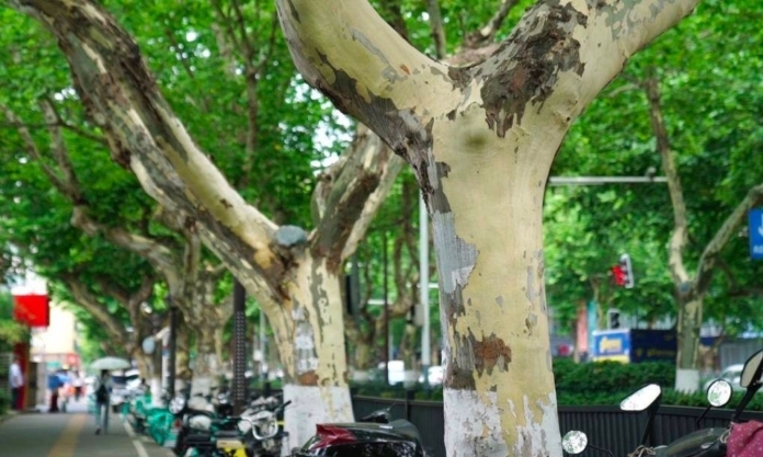 The Nanjinger - Getting Naked! Is it too Hot even for Nanjing’s Wutong Trees?