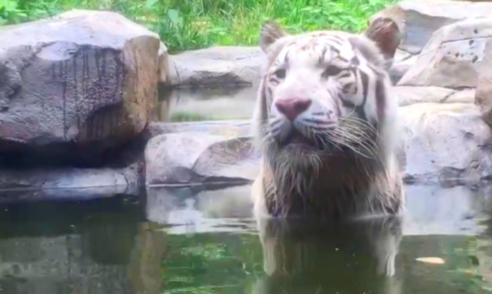 The Nanjinger - Heatwave Roundup; Tigers, Compensation & Fire Brigade Rescue