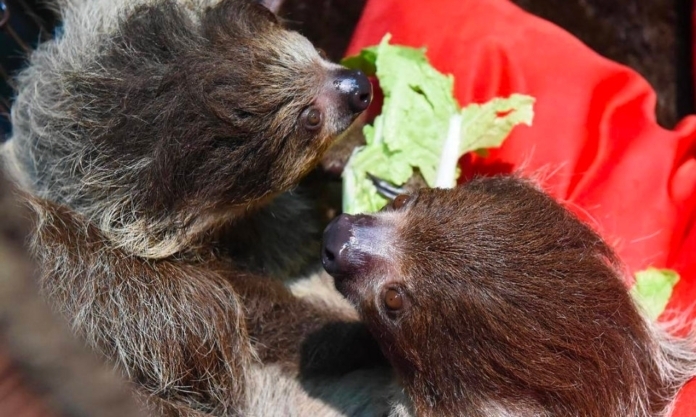 The Nanjinger - Stuck for Stuff to Do this Summer? Don’t be Lazy; Be a Sloth
