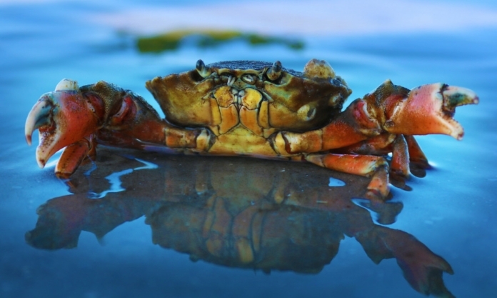 The Nanjinger - Where are My Hairy Crabs? Mid Autumn Festival May Disappoint