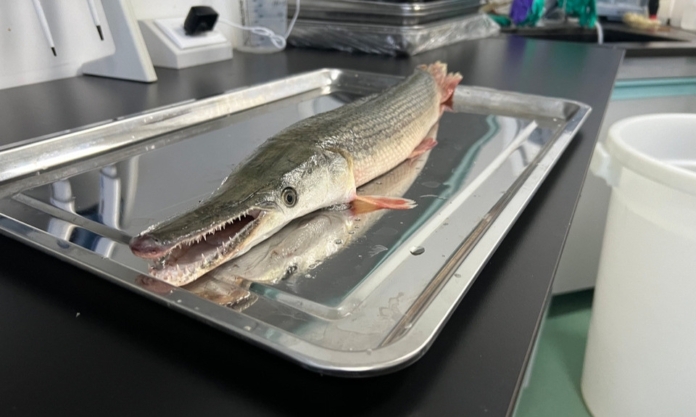 The Nanjinger - No Natural Predators! Lake Drained to Catch Alligator Eel