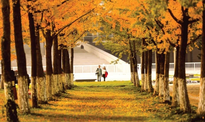 The Nanjinger - Incoming! Time for the Return of the Golden Ginkgo!