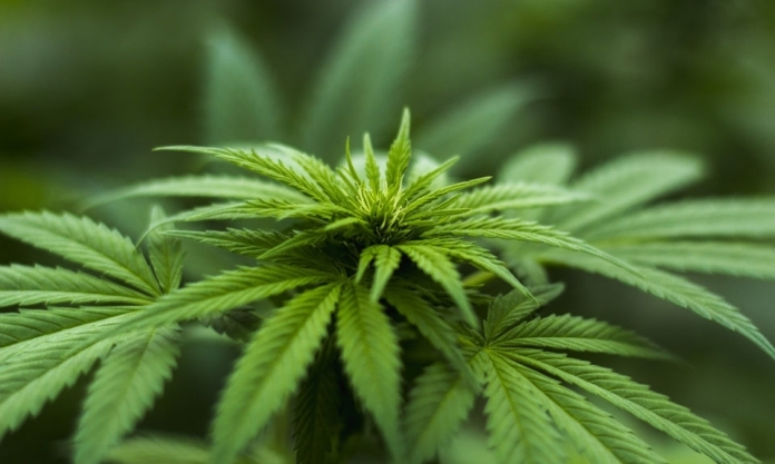 The Nanjinger - Nanjing Cannabis Dealer Trafficking from USA Investigated