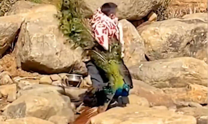 The Nanjinger - Peacock Abused by Young Boy in Zoo; Tourists Take Photos