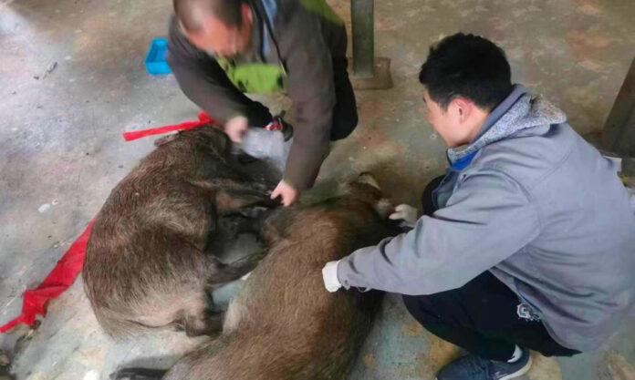 The Nanjinger - Wild Boar Tourists Enjoy Purple Cloud Lake but Please No Feeding
