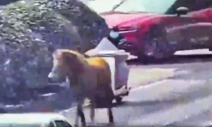 The Nanjinger - Genius Horse Shows Nanjing Drivers thing or two about Road Craft