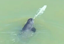 The Nanjinger - Spitting Porpoise Goes Viral! But is it Playing or Hunting Fish?