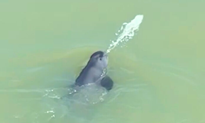 The Nanjinger - Spitting Porpoise Goes Viral! But is it Playing or Hunting Fish?