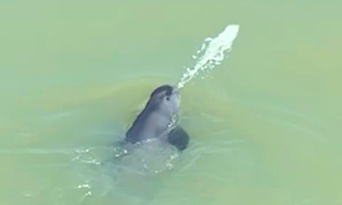 The Nanjinger - Spitting Porpoise Goes Viral! But is it Playing or Hunting Fish? The Nanjinger - Spitting Porpoise Goes Viral! But is it Playing or Hunting Fish?