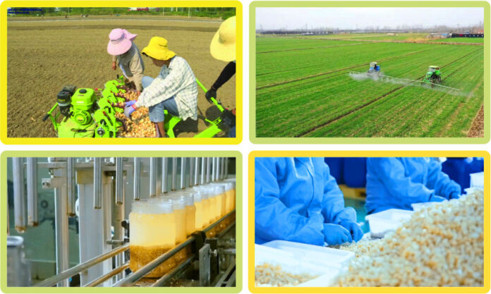 The Nanjinger - From Rags to Riches; The ¥10 Billion Garlic Production Base in Jiangsu