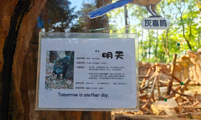 The Nanjinger - First Zoo in China to Abolish Animal Performances Hires Pigs The Nanjinger - First Zoo in China to Abolish Animal Performances Hires Pigs