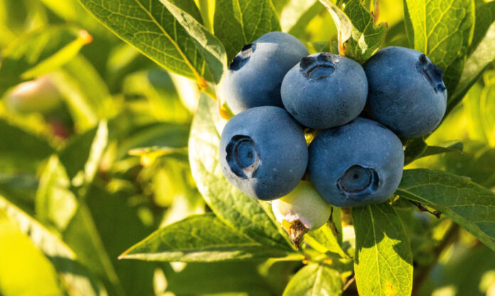 The Nanjinger - How Big is Nanjing’s Blueberry Industry? ¥100 Million Big!