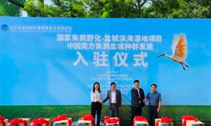 The Nanjinger - Yancheng Receives Crested Ibises from Zhejiang for Reintroduction into Wild