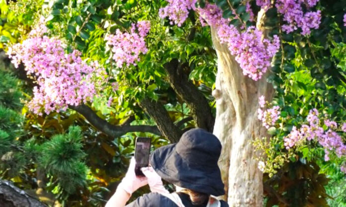 The Nanjinger - Check out the 100,000 Crape Myrtle Trees in Full Bloom in Yangzhou