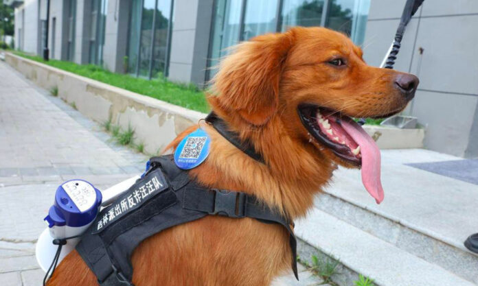 The Nanjinger - Golden Retriever is Star of Changzhou Police’s Anti-Fraud Effort